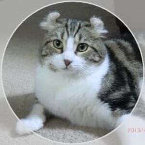 Meet your Posher, Walkncarpet1